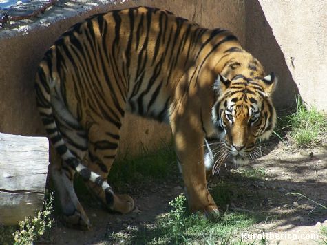 No es precioso? - Benidorm(terra natura), Alicante, Comunidad Valenciana