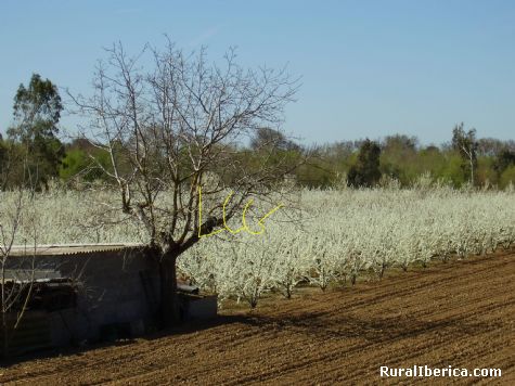 Paisajes cubiertos por flores. Valdelacalzada, Badajoz - Valdelacalzada, Badajoz, Extremadura