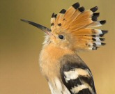 Abubilla