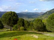Pinos pioneros. Santa Mara de Mones, Orense