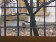 Gorrrin amigo. Bijuesca, Zaragoza