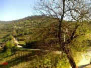 Morera centenaria de moras blancas y dulces. Santa Mara