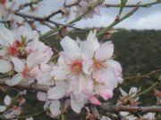 Almendro en Flor en Despe�aperros. Linares, Ja�n
