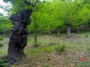 Un viejo castao. Santa Mara de Mones, Orense