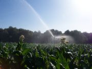 Cosecha de tabaco en Riolobos