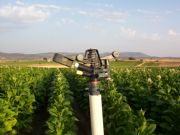 Cultivo de tabaco en Rilobos