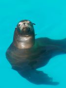 Tomando el sol