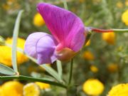 Flor silvestre