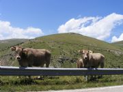 Vacas en el pirineo barcelones, Castellar de Nuch, Barcelona.