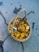 cantharellus cibarius- 