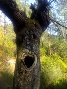 Arboles curiosos. Petn, Orense