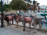 Burros-Taxis