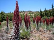 Floracin del Teide