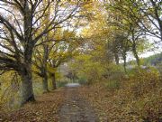 Paisaje otoal en los bosques de Sanabria