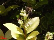Libando en la flor