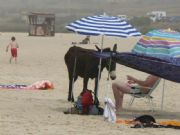 O burro tamen ten dereito non si