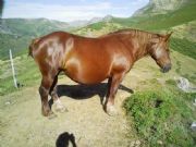 Un exemplar de yegua