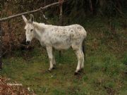 Precioso y sufrido animal