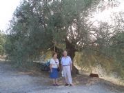 Olivo milenario. Cazorla, Ja�n