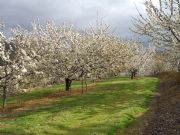 Cerezos de Hervs en flor. Hervs, Cceres