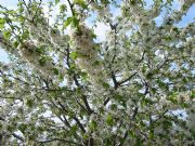 Cerezo en floración. Jaraíz de la Vera, Cáceres