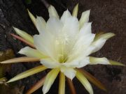 Flor de cactus en mi finca de Tenagua. Puntallana, Isla de la Palma
