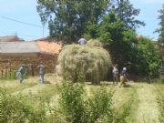 Recogiendo la hierba. Alsite, Zamora