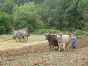 Arando con las vacas. Alsite, Zamora
