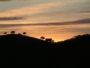 Y en Monfrage, buitre negro