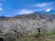 Cerezos Jerte. Jerte, Cceres