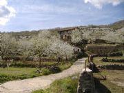 Cerezos en el Jerte. Valle del Jerte, C�ceres