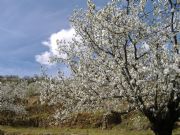 Cerezo en el Jerte. Valle del Jerte, Cceres