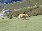 Vaca en los Lagos de Covadonga. Asturias