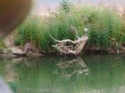 Extra�a figura ba�andose en el Rio Bernesga