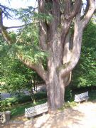 Jardn Botnico de Lourizn. Pontevedra, Galicia