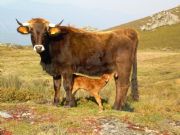 Tierna escena en los montes de Manzaneda