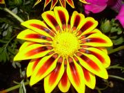 Flores en Santa Mara de Mones. Petn, Orense