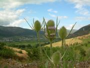 Dipsacus-cardo borriquero