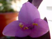 Setcreasea purpurea