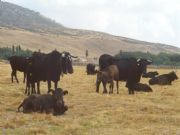 Ganado bovino paciendo en la Dehesa de Garganta del Villar