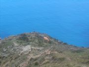Vaca gallega