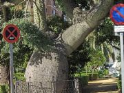 El Barrilito. M�laga, Andaluc�a