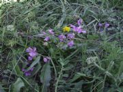 flores rosas