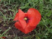 Papaver rhoeas  (amapola silvestre)