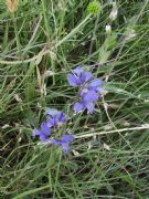 Hermonsa flor azul
