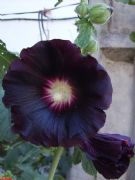  Althaea rosea, malva real