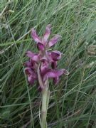 ORCHIS PURPUREA- Petn