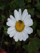 Bellis annua 