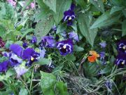 viola tricolor-pensamiento