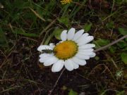 Leucanthemum vulgare